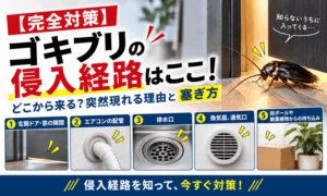 【完全対策】ゴキブリの侵入経路はここ！どこから来る？突然現れる理由と塞ぎ方
